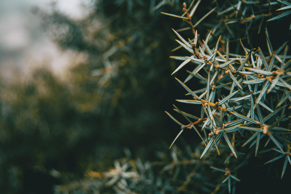 Huile de cade dermite cheval